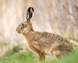 "Manche : les chasseurs votent la réduction drastique de la chasse au lièvre"