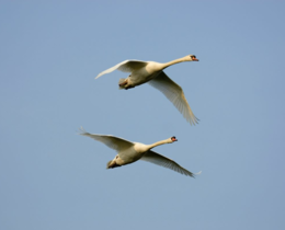 "Camargue : 50 cygnes morts de la grippe aviaire, la chasse au gibier d'eau suspendue"