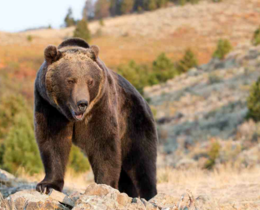 "Canada : après une attaque près de Cochrane, la province d’Alberta pourrait rouvrir la chasse au grizzli"
