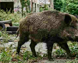 " Fukushima : quand la nature transforme les cochons domestiques en sangliers sauvages"