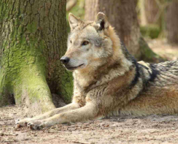 "Grèce : un croisement naturel entre loup et chien confirmé par analyse ADN"