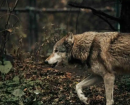 "Drôme : le loup frappe à 100 mètres d’une école, six brebis massacrées"