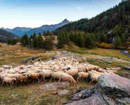 " Pyrénées : vers la fin des estives ? La pression du loup pousse les éleveurs à l'abandon"