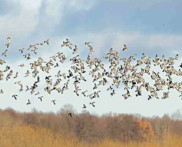 "Migration 2025 : les palombes prêtes pour le grand départ !"