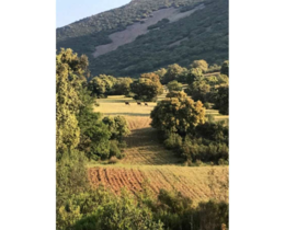 "Chasser en Espagne : un paradis du grand gibier à découvrir"