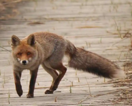 "France : les espèces « nuisibles » sous la loupe, entre impacts réels et nécessité de régulation"