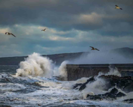 "Bretagne : Le fantôme de l'Erika ressurgit et tue à nouveau 26 ans après le naufrage"