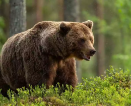 "Japon : une année noire avec sept morts causés par des attaques d’ours"
