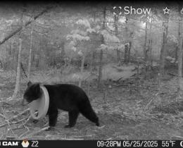 Michigan : un ours noir survit pendant deux ans avec un couvercle en plastique coincé autour du cou