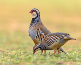 "Pourquoi les populations de perdrix s’effondrent dans plusieurs régions"