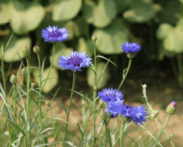 "Aveyron : les chasseurs mobilisés pour l'entretien des chemins et la plantation de haies"