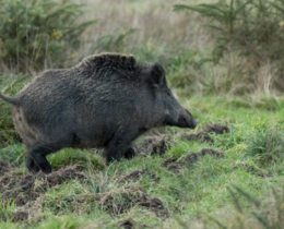 "Ardèche : le piégeage du sanglier étendu à 13 communes après la condamnation d'une maire"