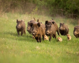 "Peste Porcine en Espagne : l'hypothèse choc d'une fuite de laboratoire"