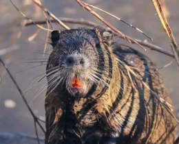 " Lyon : Ragondins contre écolos, la guerre des nerfs est déclarée à la Confluence"