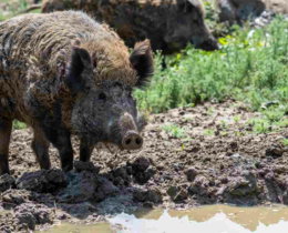 "Isère : record absolu de sangliers prélevés à mi-saison"