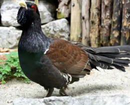 "Grand Tétras et Lagopède : le retrait de la liste des espèces chassables dénoncé par la FNC"