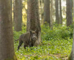 "Haute-Saône : clash entre agriculteurs et chasseurs"