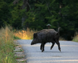 "Accidents en série : les sangliers deviennent un danger public sur les routes françaises"