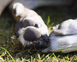 "Vaucluse : coincé sous terre, un chien sauvé par des spéléologues après une nuit d'angoisse"
