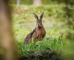 "Sauvetage de la faune : les chasseurs déploient les drones avant la fauche"