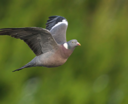 "Belgique : après la perdrix, les écologistes s’en prennent au pigeon ramier"