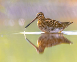 "Justice : la chasse de la bécassine suspendue dans le Cantal, les chasseurs dénoncent une confusion"