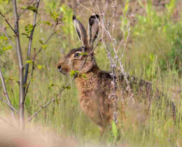 "Creuse : Alerte à la tularémie après un cas détecté à Issoudun-Létrieix"
