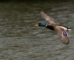 "Bassin d’Arcachon : la justice annule l'interdiction de chasse de 7 espèces"