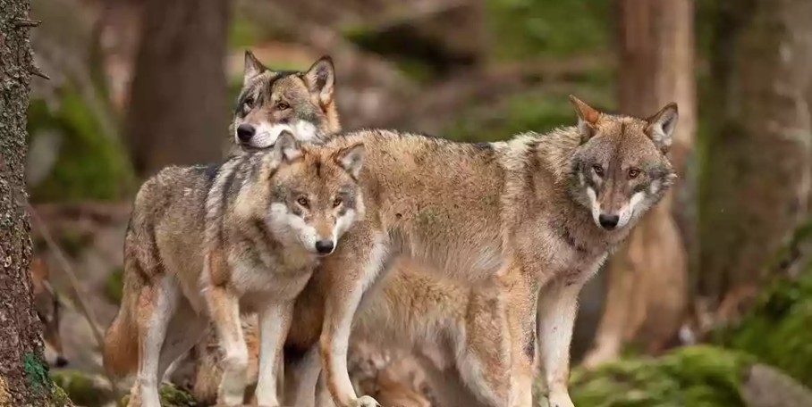 "Haute-Marne : un loup massacre 24 brebis le matin de Noël"