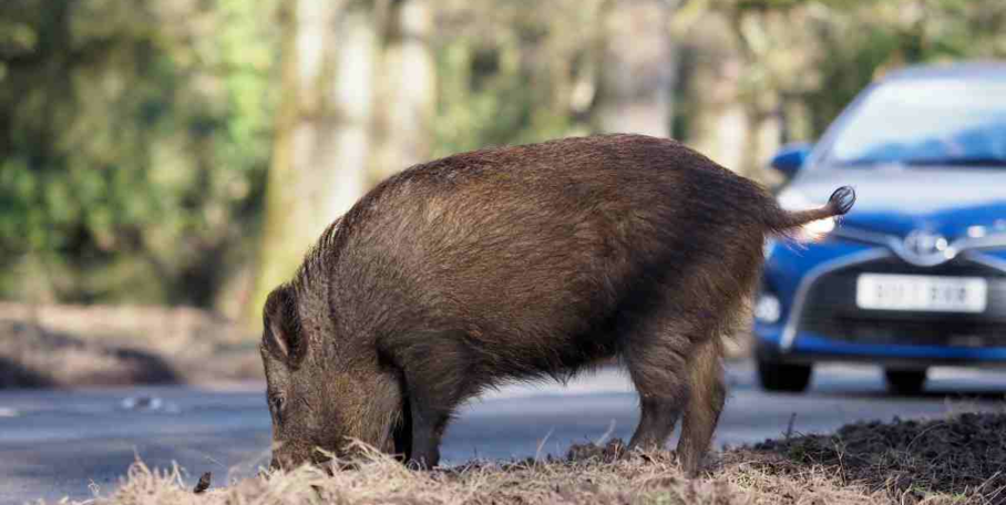 "Landes : une laie sème la panique et charge une passante en plein centre-bourg"