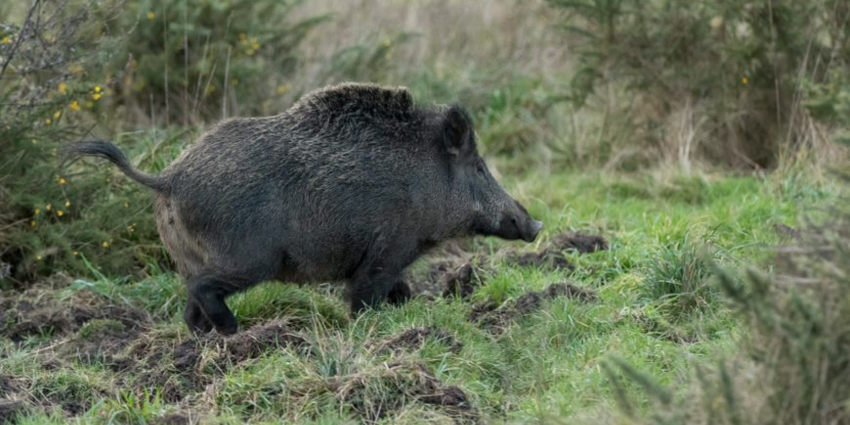 "Corrèze : Alerte à la maladie d'Aujeszky après la détection d'un cas sur un sanglier"