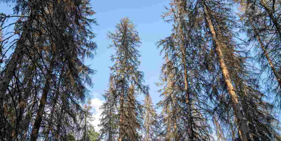 "Forêt de Jumièges : un mirador incendié, la folie anti-chasse frôle la catastrophe"