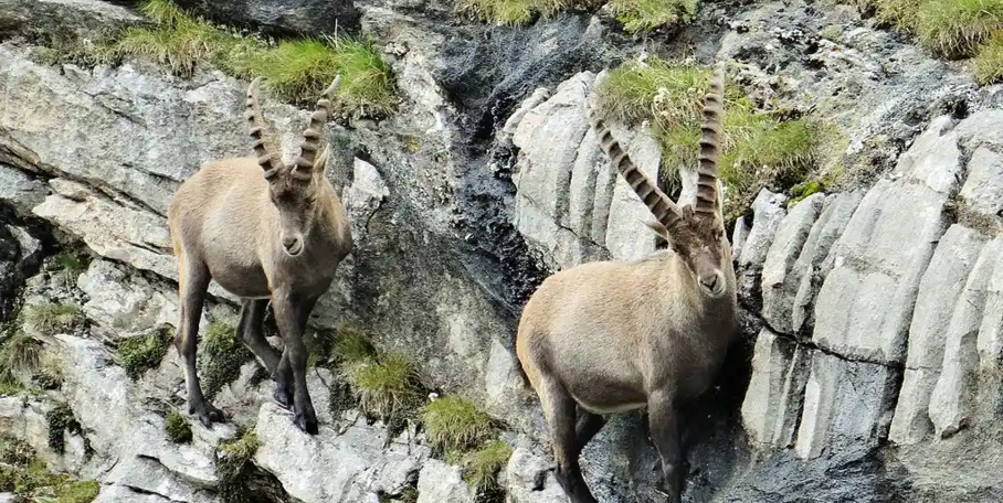 "Alpes : le chamois et le bouquetin ne vivent plus le même avenir"