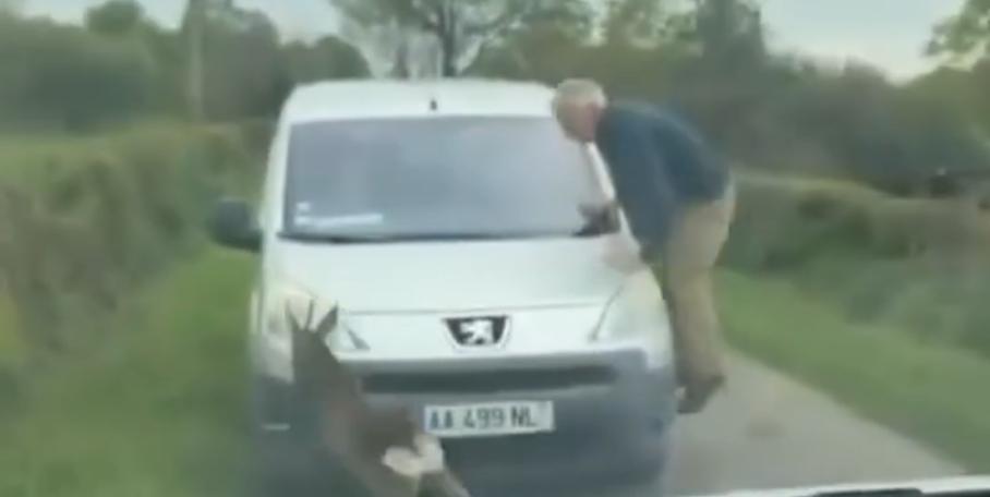 Un chevreuil complètement « cuit » fonce sur tout ce qui bouge