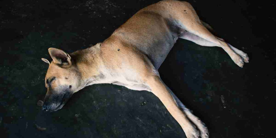 "Espagne : 27 chiens de chasse meurent d’asphyxie lors d’une traversée vers Majorque"