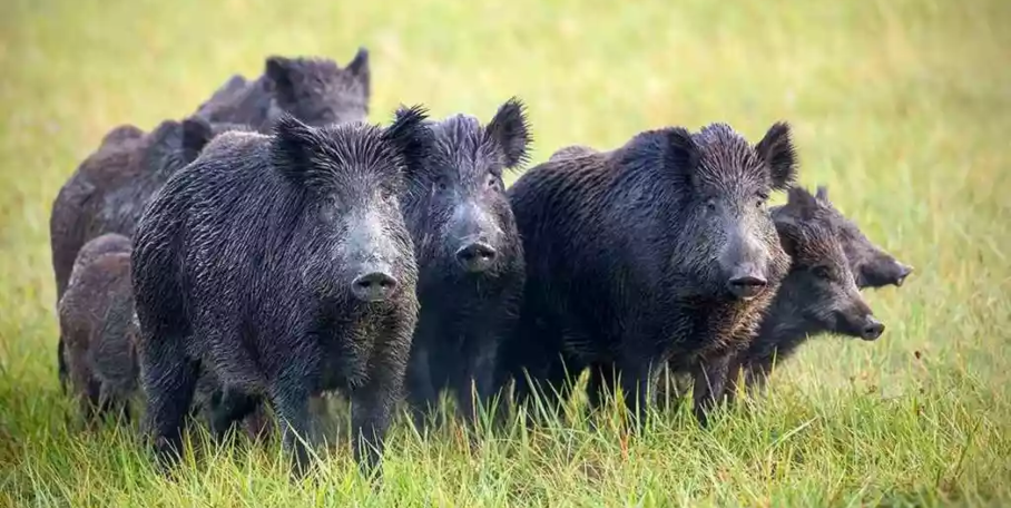 "Nord : les chasseurs appelés à prélever 4 500 sangliers cette saison"
