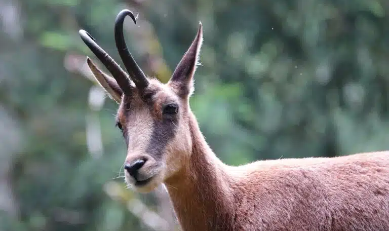 "L'État condamné pour l'abattage illégal d'isards dans la réserve d'Orlu"