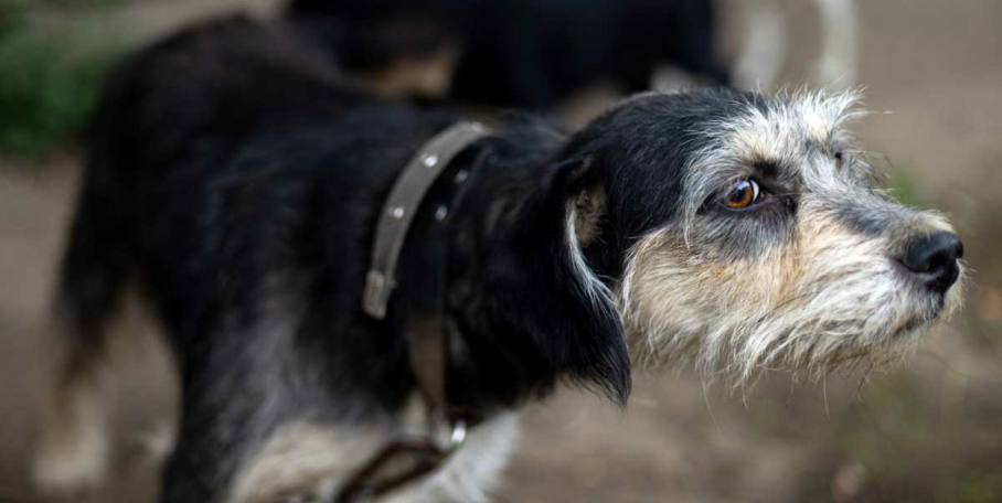 "Charente : L'élite des chiens à sanglier débarque pour la Coupe de France !"
