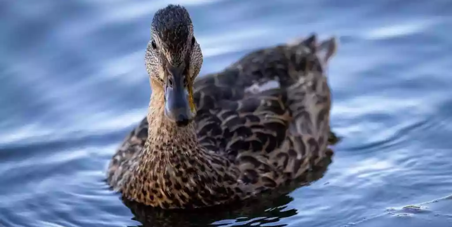 "Grippe aviaire : le niveau d’alerte passe à “élevé”, les chasseurs de gibier d’eau à nouveau concernés"