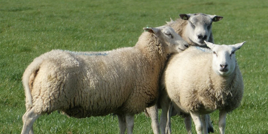 "Haute-Marne : écoeuré par 15 attaques de loup, un éleveur de 30 ans arrête tout"
