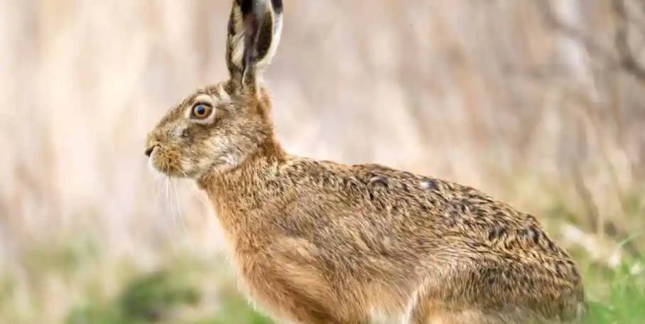 "Manche : les chasseurs votent la réduction drastique de la chasse au lièvre"