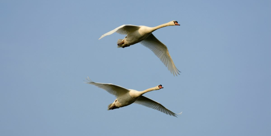 "Camargue : 50 cygnes morts de la grippe aviaire, la chasse au gibier d'eau suspendue"