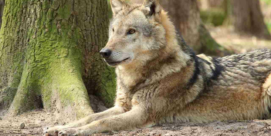 "Grèce : un croisement naturel entre loup et chien confirmé par analyse ADN"