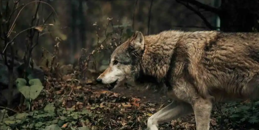 "Drôme : le loup frappe à 100 mètres d’une école, six brebis massacrées"