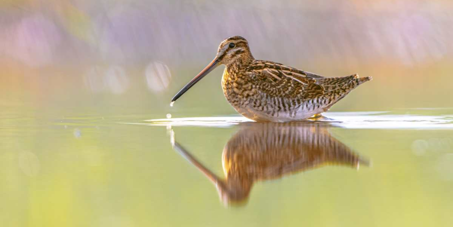Migration Bécasse : un pic d'observations confirmé pour ce début décembre 2025
