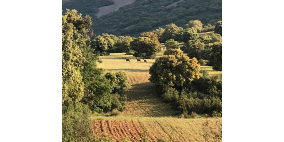 "Chasser en Espagne : un paradis du grand gibier à découvrir"