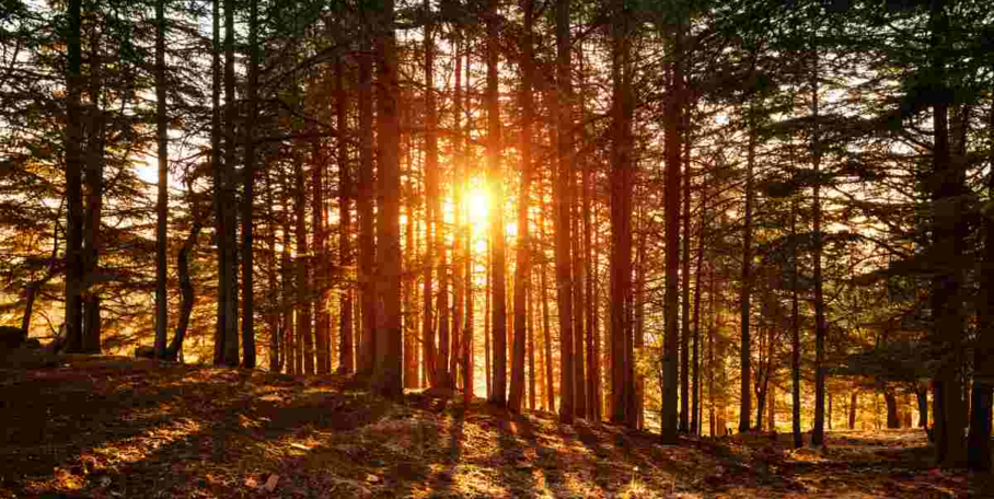 "Landes : alerte au Nématode du pin, 100 000 arbres à abattre en urgence"