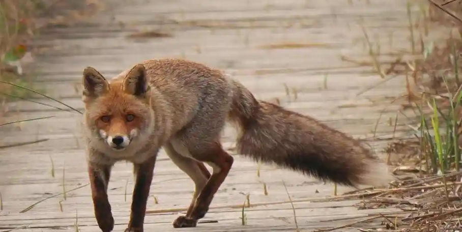 "France : les espèces « nuisibles » sous la loupe, entre impacts réels et nécessité de régulation"