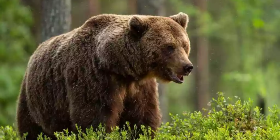 "Japon : une année noire avec sept morts causés par des attaques d’ours"