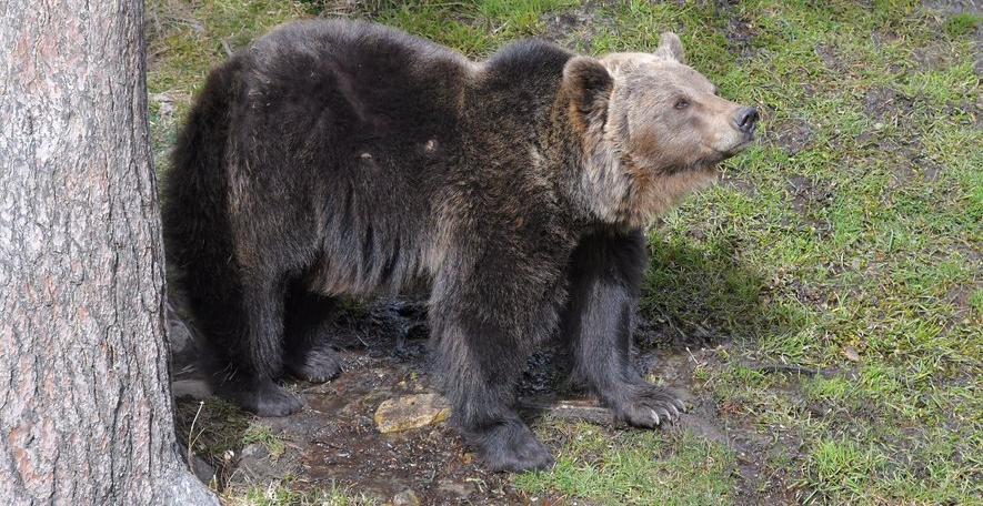 Un randonneur tué par un ours au Japon : la montagne sous tension